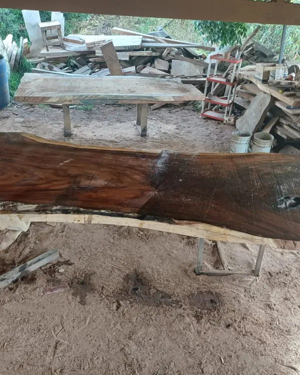 Live edge Saman wood the spruce table